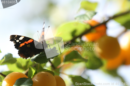 Image of Red butterfly