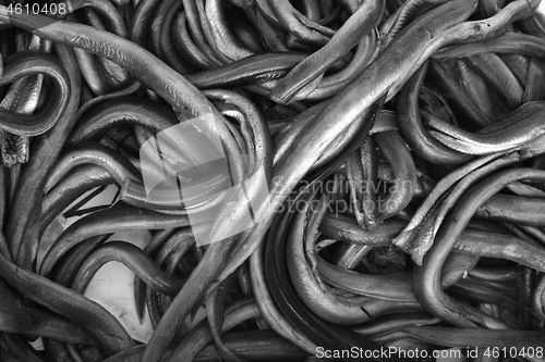 Image of Eels 