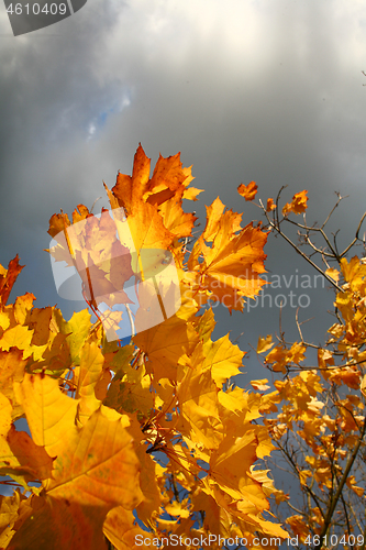 Image of Red leaves in autumn in Denmark
