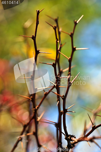 Image of Nature details