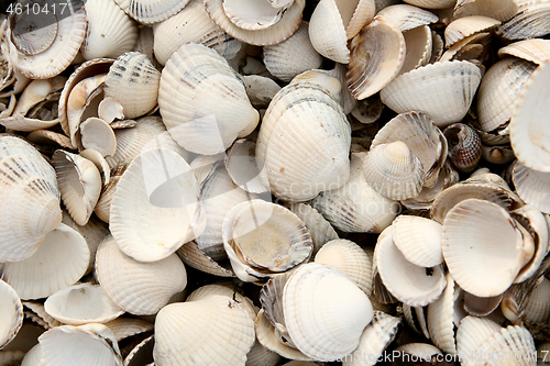 Image of Shells at the beach in the northen part of Seeland in Denmark