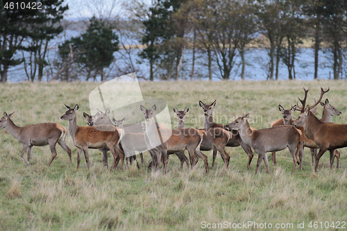 Image of Deers