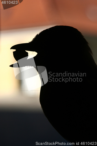 Image of Bird eating