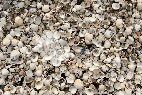 Image of Shells at the beach in the northen part of Seeland in Denmark