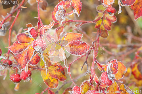 Image of autumn in Denmark