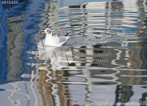 Image of Seagull at a danish harbour 