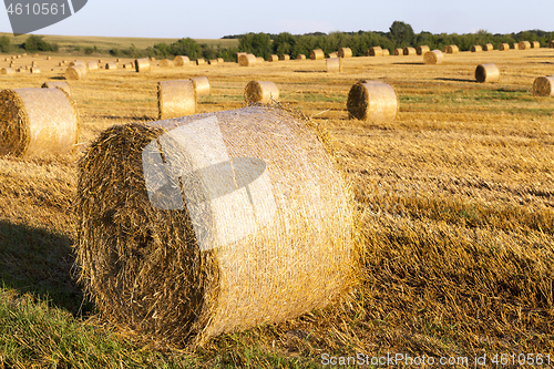 Image of wheat, close up