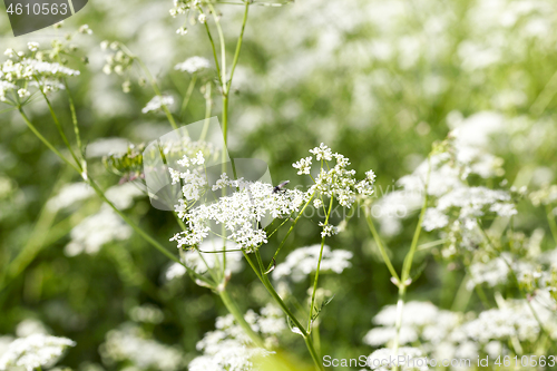 Image of Blooming in summer white flower