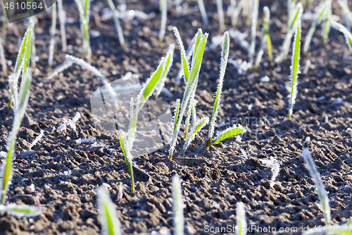 Image of covered with frost young sprouts close-up of wheat