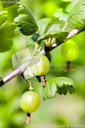 Image of Green ripe gooseberry