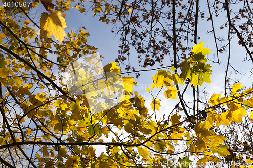 Image of Yellow maple foliage