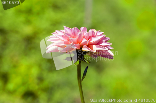 Image of Single flower of dahlia