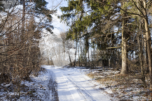 Image of Snow-covered forest
