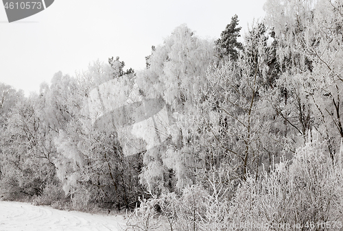 Image of Photographed winter forest