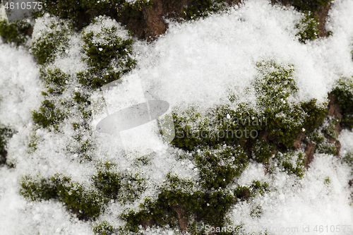 Image of moss under the snow