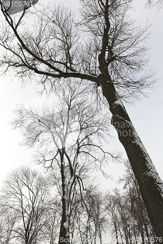 Image of Bare tree trunks covered with snow during winter