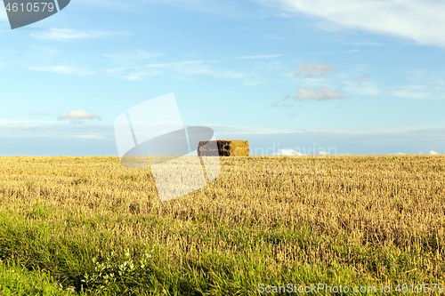 Image of straw after harvest