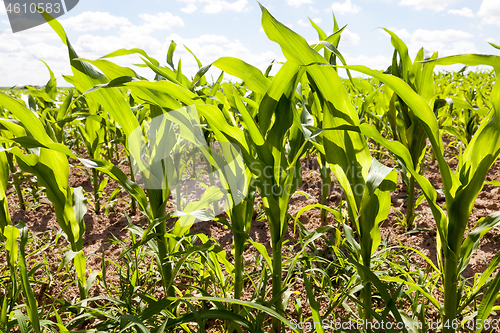 Image of corn field close up