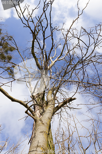 Image of Mistletoe growing on the branches of a tree