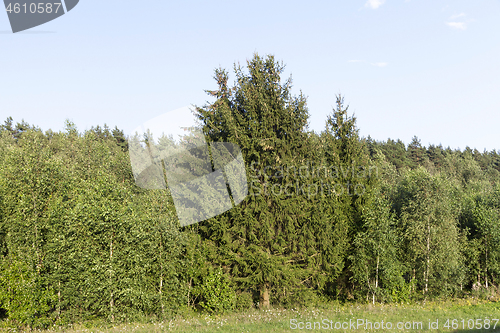 Image of forest trees, summer