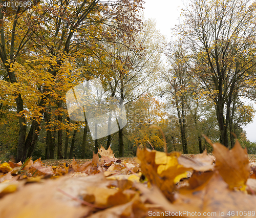 Image of Autumn forest, maples