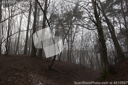 Image of Forest in autumn