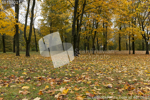 Image of trees in a city park in late fall