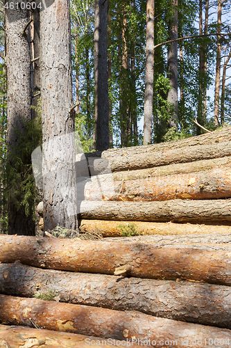 Image of Trunks of pines, wood