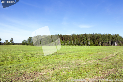 Image of Mowed meadow