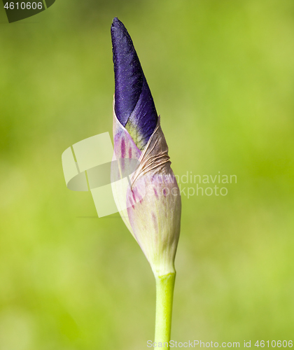 Image of closed bud of a blue iris