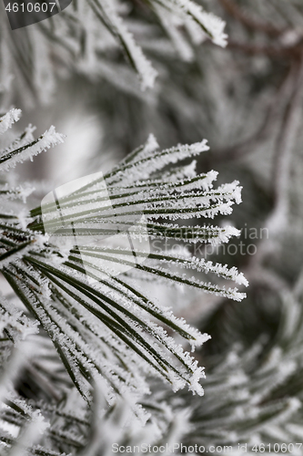 Image of Frost on needles of pine