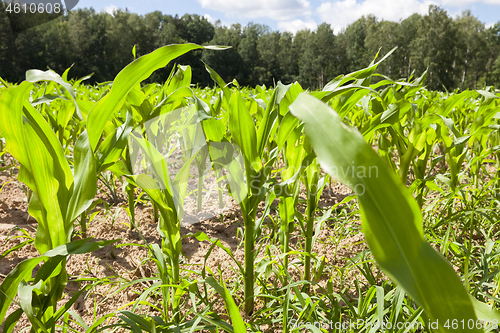Image of closeup on a cornfield.