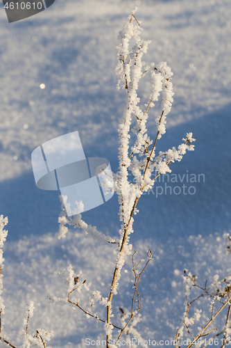 Image of Snow on the branches