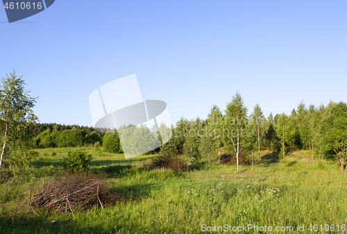 Image of Growing young forest