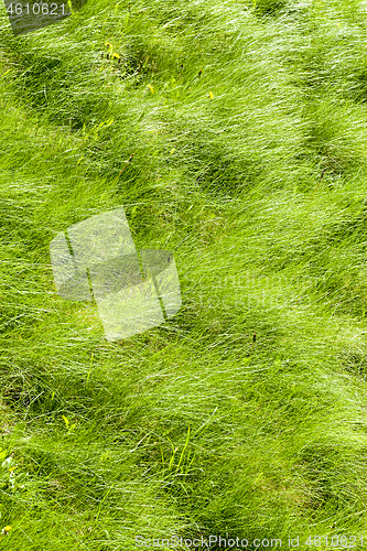 Image of Green grass on the field