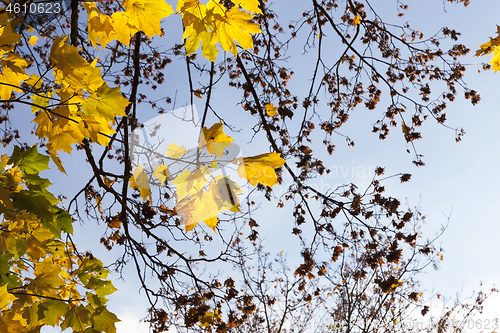 Image of yellowed maple trees in autumn