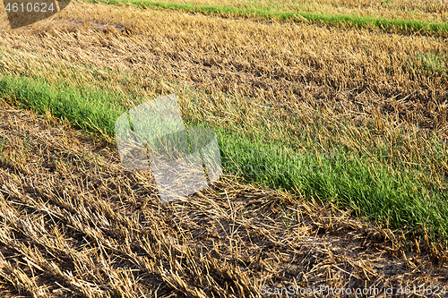 Image of poorly harvested crop