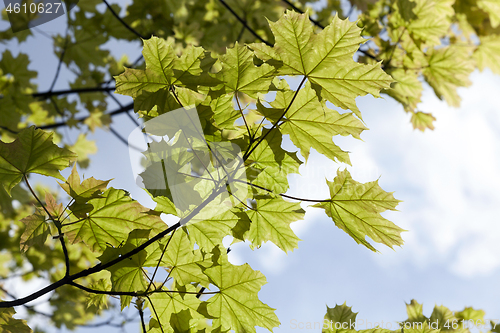 Image of maple, close up