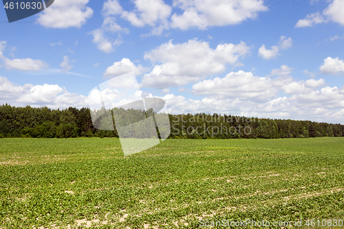 Image of Beet field