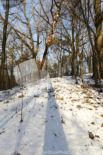 Image of bare trees, growing on a hill in the winter forest