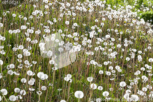 Image of background with dandelions