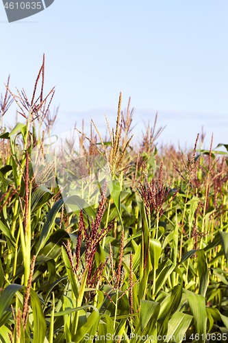 Image of green leaves of corn