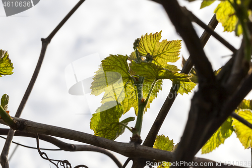 Image of Leaves of grapes, spring