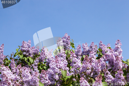 Image of lilac flowers in May