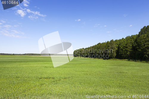 Image of Green field and blue sky