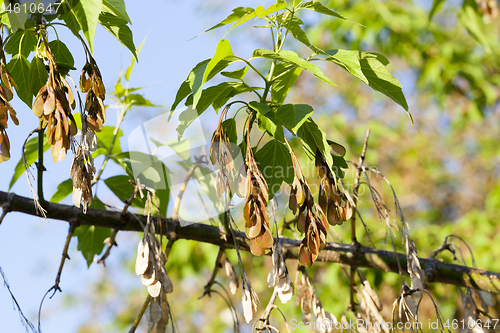 Image of young and old maple seeds