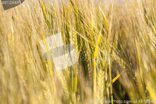 Image of young unripe barley ears closeup