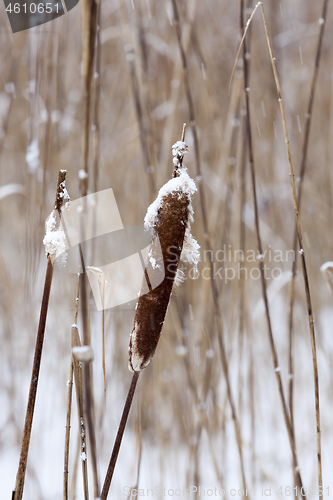 Image of Dry plants in winter