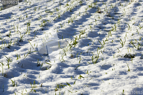 Image of winter wheat