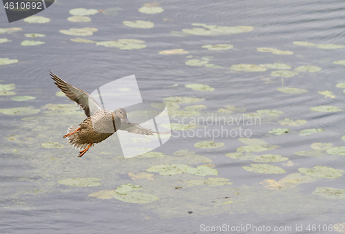 Image of Ducks 